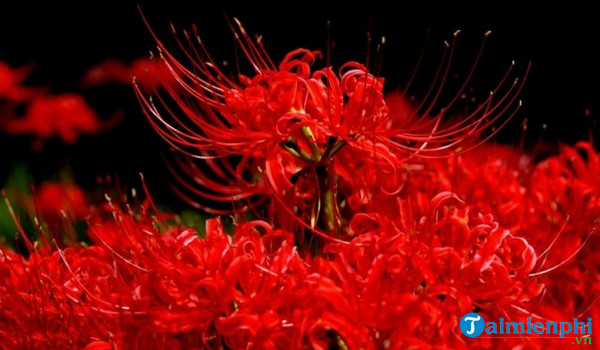 mơ thấy hoa đánh con gì - Hình 3