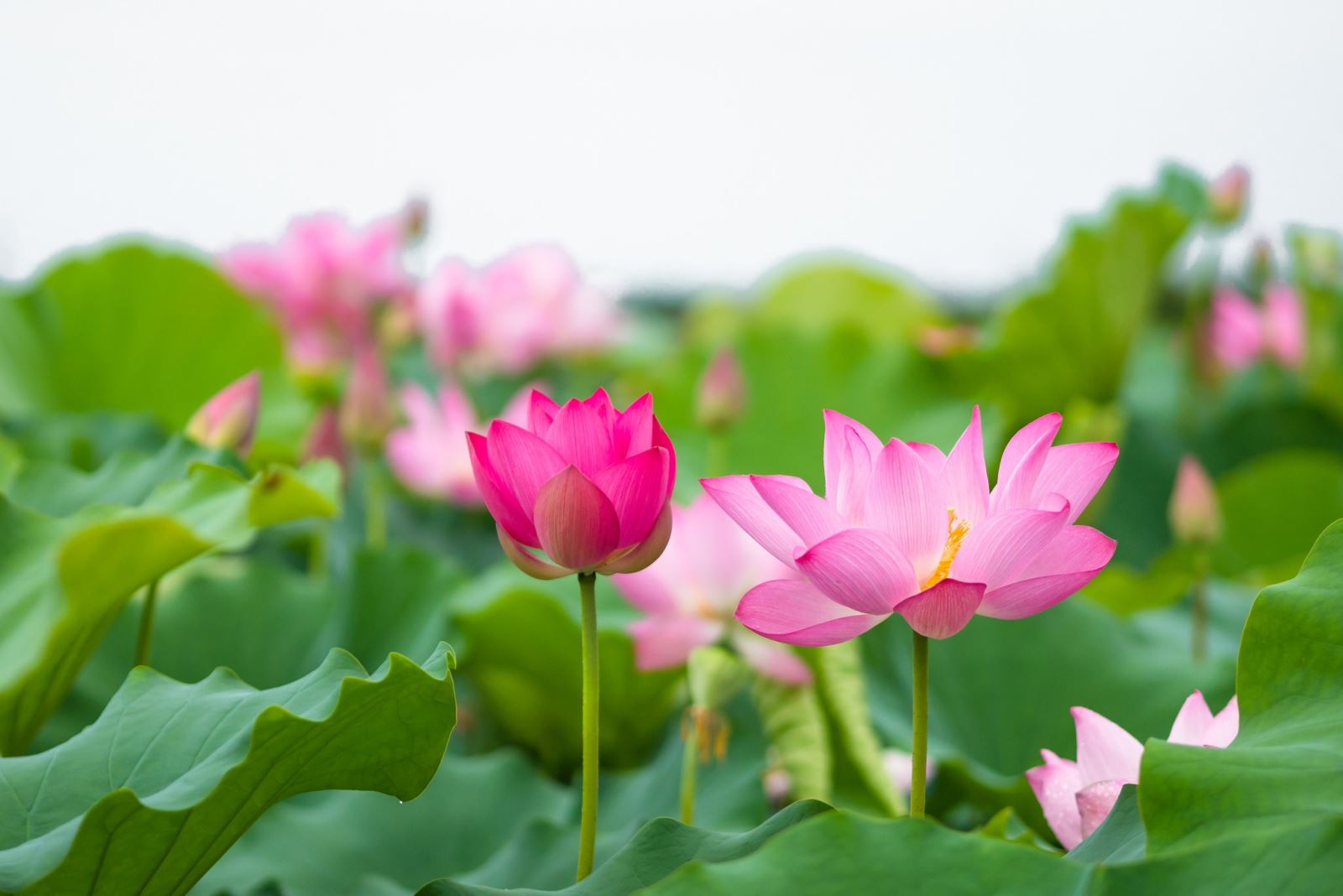 mơ thấy hoa sen đánh con gì - Hình 3