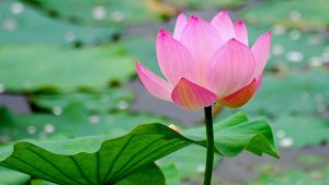 mơ thấy hoa sen đánh con gì