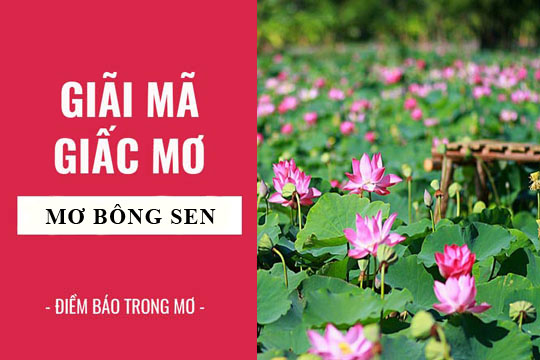 mơ thấy hoa sen đánh con gì - Hình 4
