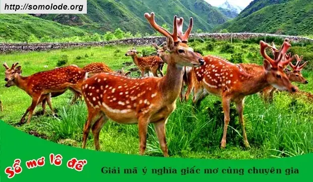 mơ thấy hươu cao cổ đánh con gì - Hình 2
