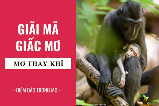 mơ thấy khỉ đánh con gì - Hình 3