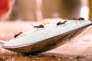 mơ thấy kiến bò lên người đánh con gì