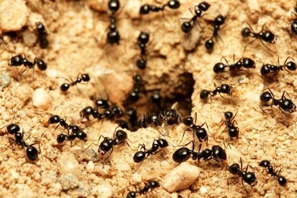 mơ thấy kiến bò lên người đánh con gì - Hình 4