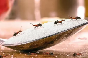 mơ thấy kiến đen đánh con gì