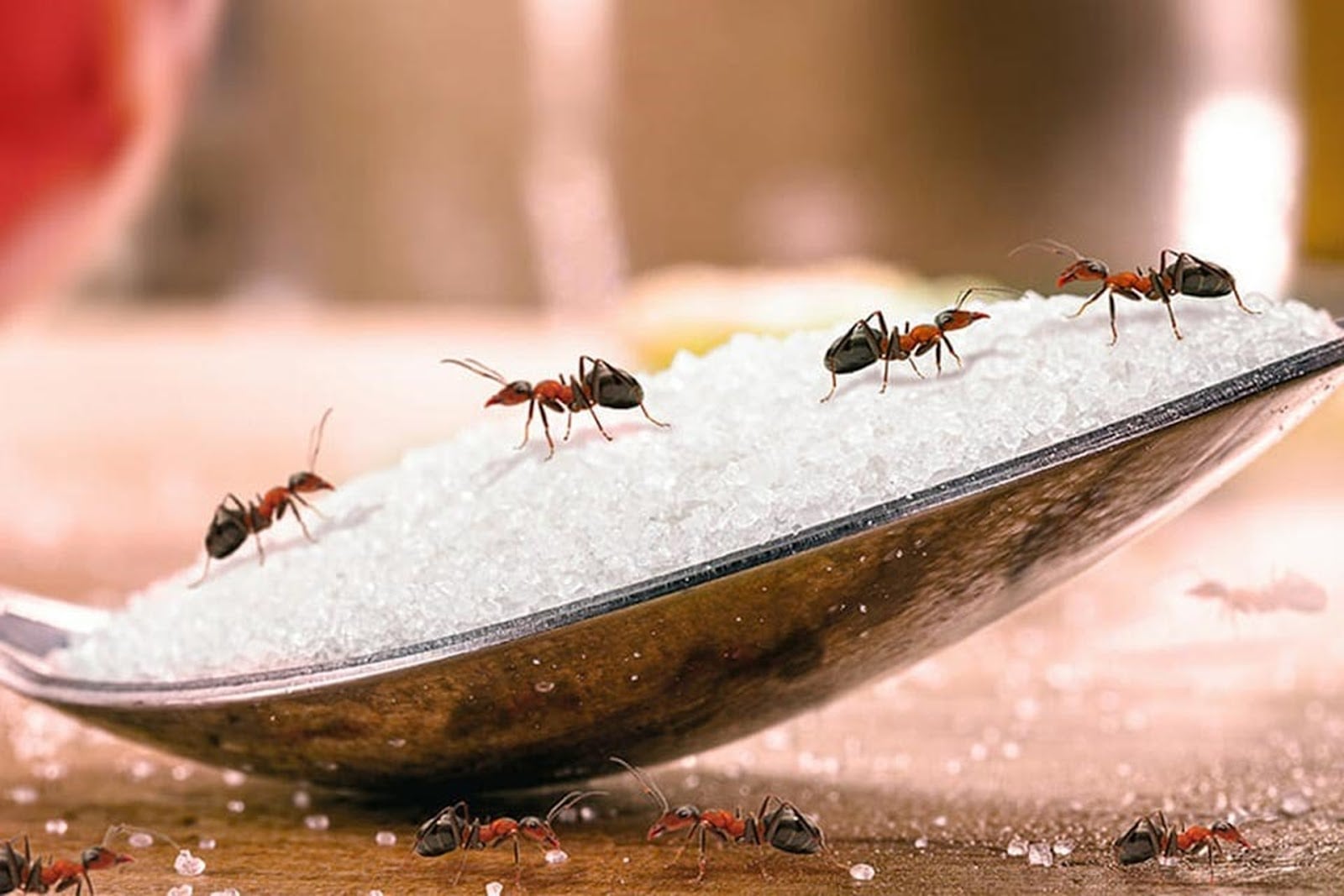 mơ thấy kiến lửa đánh con gì - Hình 2