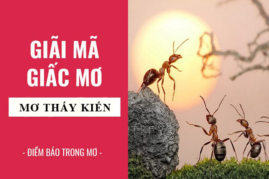 mơ thấy kiến vàng đánh con gì - Hình 3