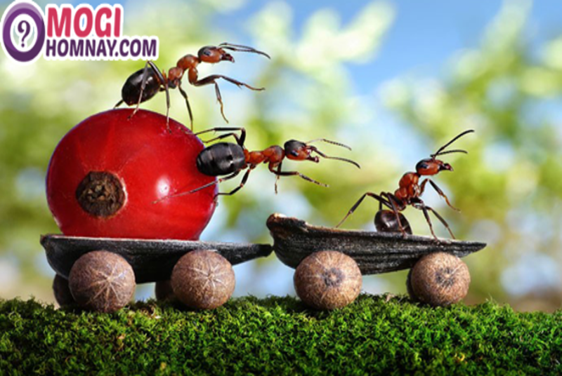 mơ thấy kiến vàng đánh con gì - Hình 4