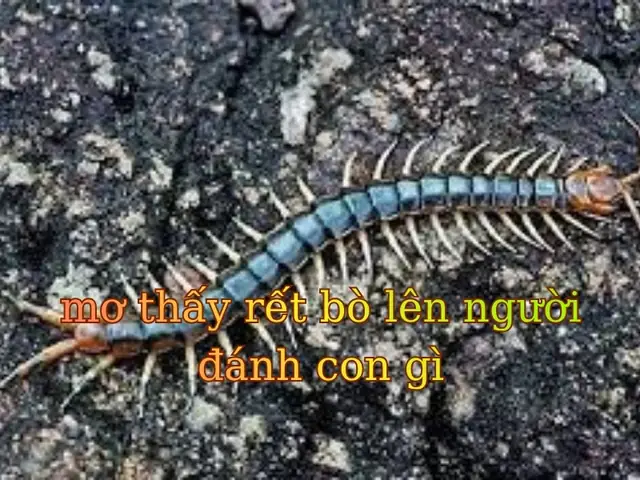 mơ thấy lửng đánh con gì - Hình 2