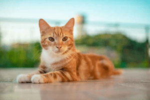 mơ thấy mèo con đánh con gì