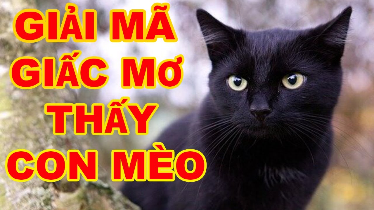 mơ thấy mèo đánh con gì - Hình 4