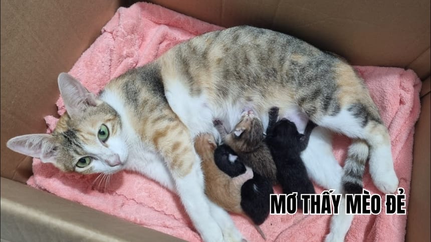 mơ thấy mèo đẻ đánh con gì - Hình 3