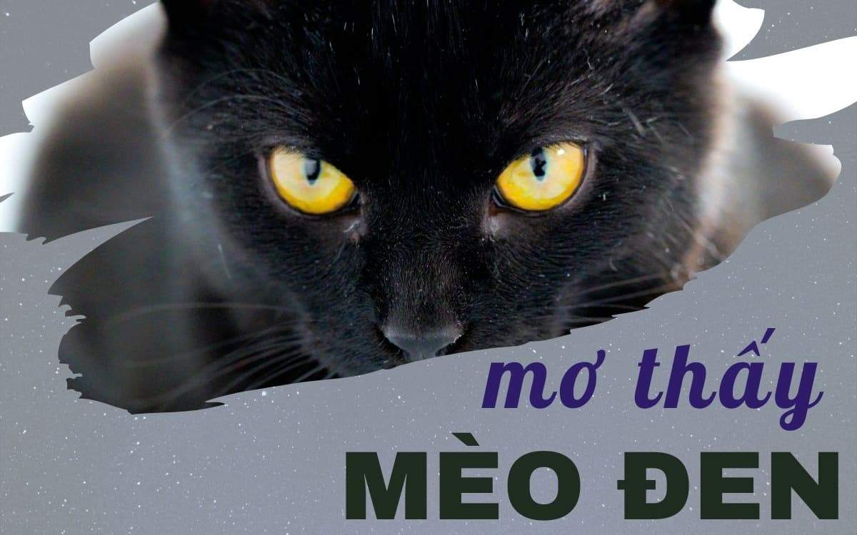 mơ thấy mèo đen đánh con gì - Hình 2