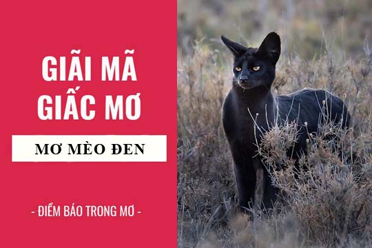mơ thấy mèo đen đánh con gì - Hình 3
