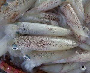 mơ thấy mực ống đánh con gì