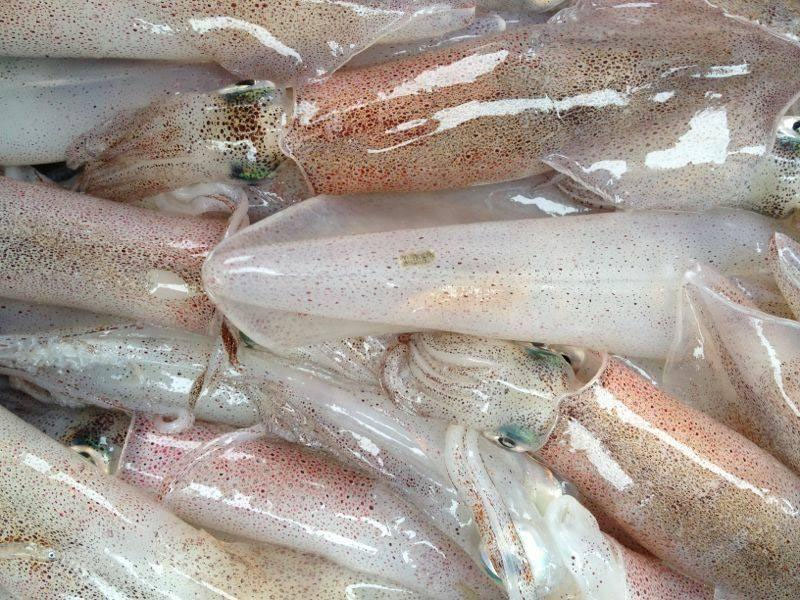 mơ thấy mực ống đánh con gì - Hình 4