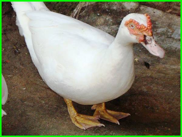 mơ thấy ngân hàng đánh con gì - Hình 2