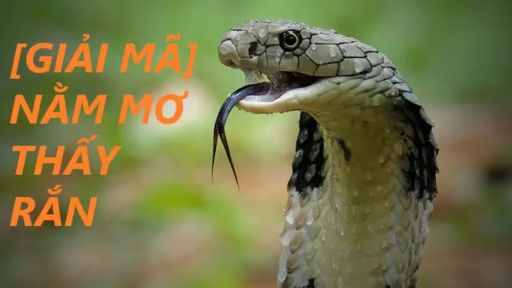 mơ thấy người thân đánh con gì - Hình 5