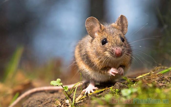 mơ thấy nhiều chuột đánh con gì - Hình 3