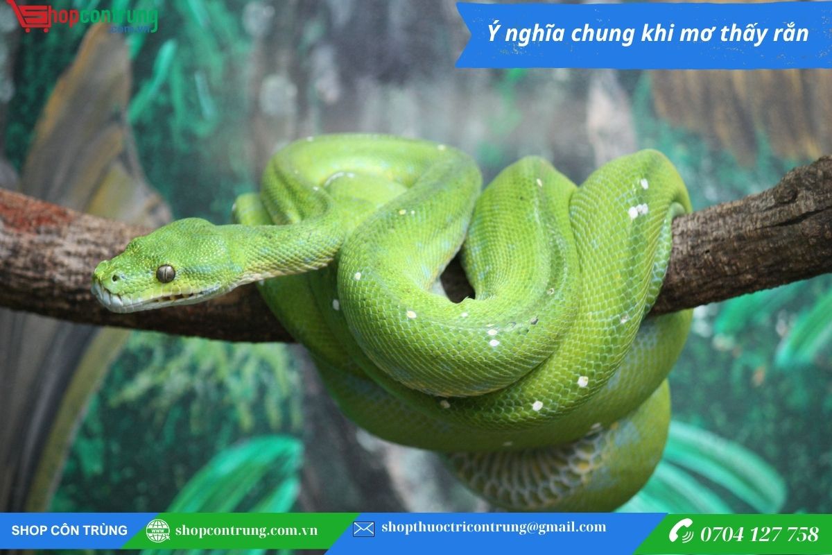 mơ thấy nhiều rắn đánh con gì - Hình 3