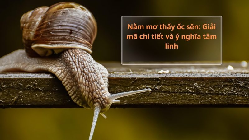 mơ thấy ốc sên đánh con gì - Hình 2