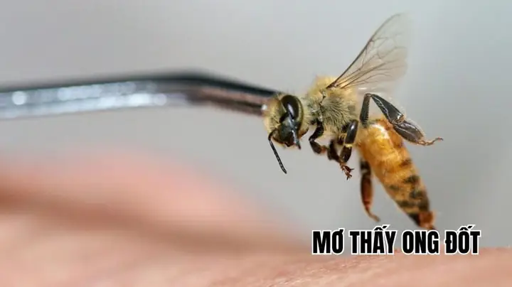 mơ thấy ong mật đánh con gì - Hình 3