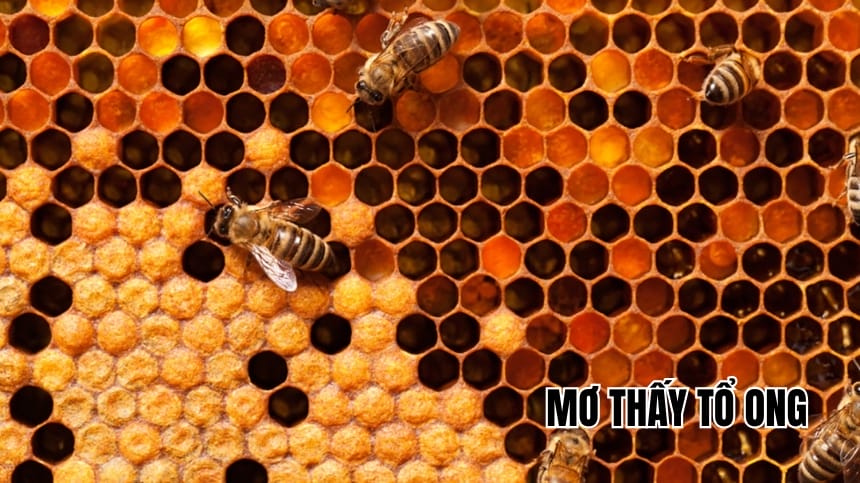 mơ thấy ong rừng đánh con gì - Hình 1