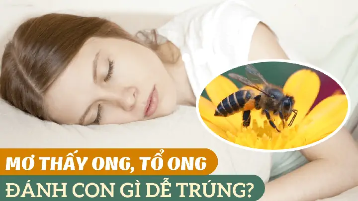 mơ thấy ong vò vẽ đánh con gì - Hình 2