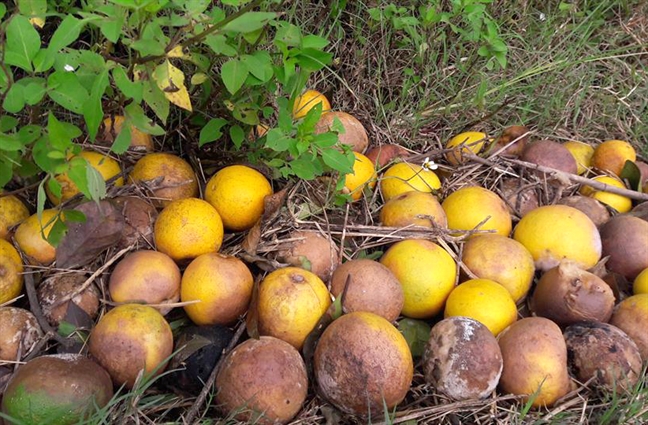 mơ thấy quả cam đánh con gì - Hình 3