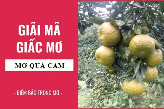 mơ thấy quả cam đánh con gì - Hình 1