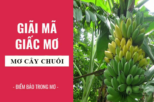 mơ thấy quả chuối đánh con gì - Hình 4