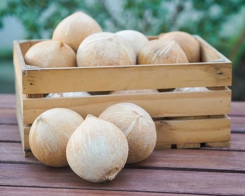 mơ thấy quả dừa đánh con gì - Hình 2