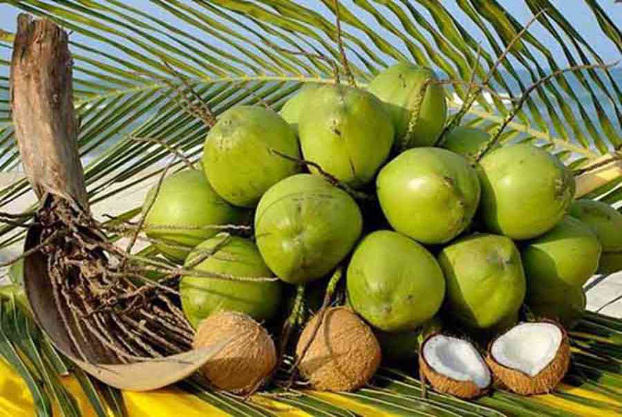 mơ thấy quả dừa đánh con gì - Hình 3