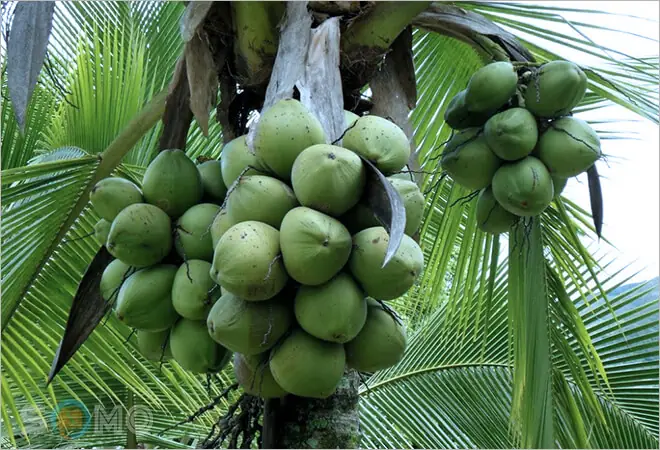 mơ thấy quả dừa đánh con gì - Hình 5