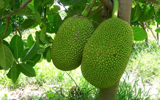 mơ thấy quả mít đánh con gì - Hình 2