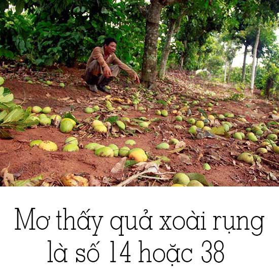 mơ thấy quả xoài đánh con gì - Hình 5