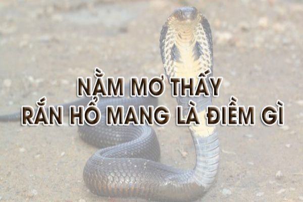 mơ thấy rắn hổ mang đánh con gì - Hình 4