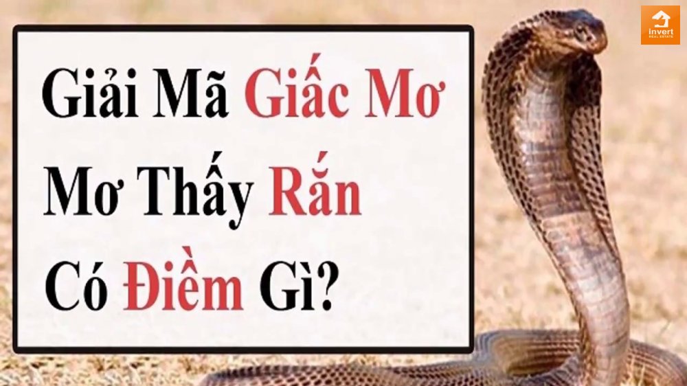 mơ thấy rắn hổ mang đánh con gì - Hình 1