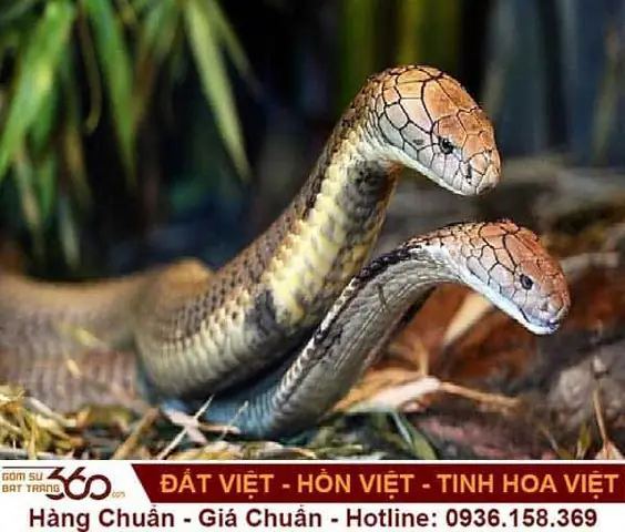 mơ thấy rắn nước đánh con gì - Hình 3