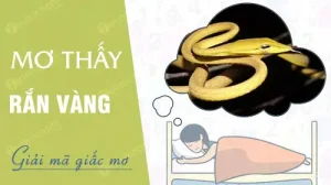 mơ thấy rắn vàng đánh con gì