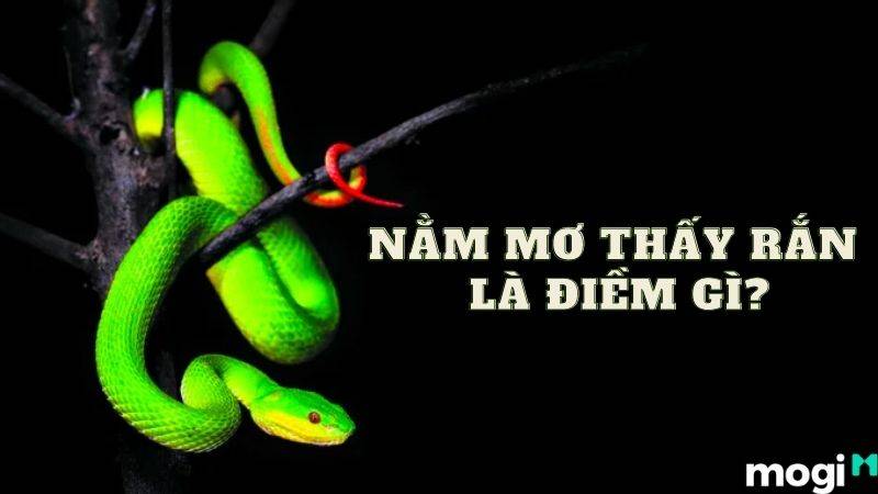 mơ thấy rắn xanh đánh con gì - Hình 4