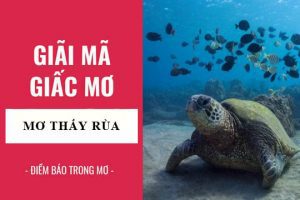 mơ thấy rùa biển đánh con gì