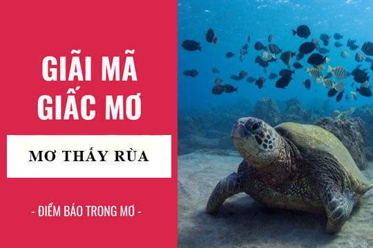 mơ thấy rùa núi đánh con gì - Hình 4