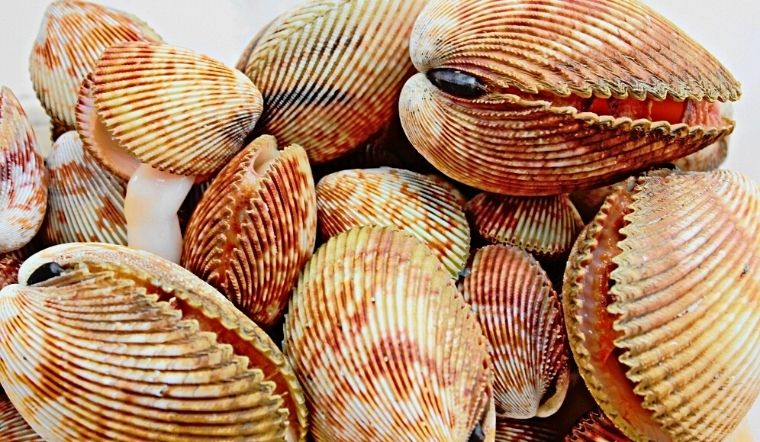 mơ thấy sò điệp đánh con gì - Hình 3