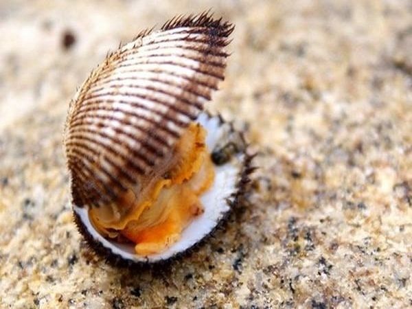 mơ thấy sò điệp đánh con gì - Hình 1