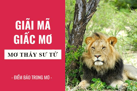 mơ thấy sư tử đánh con gì - Hình 4