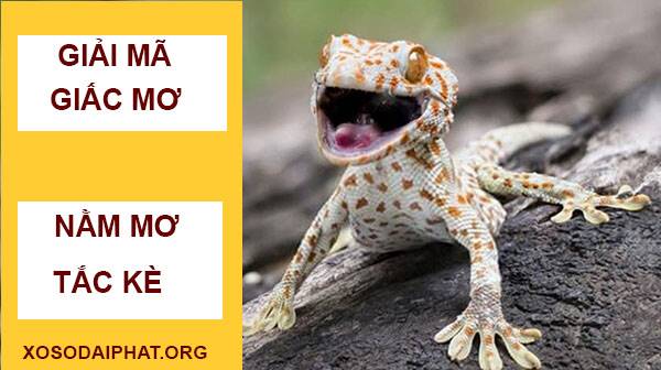 mơ thấy tắc kè đánh con gì - Hình 5