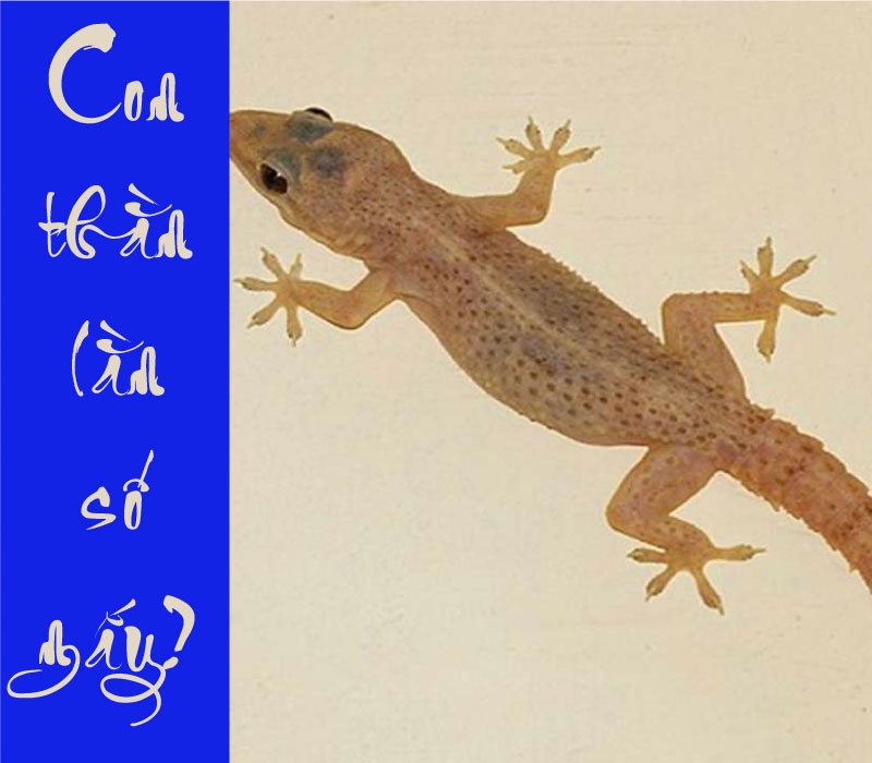 mơ thấy thằn lằn đánh con gì - Hình 5