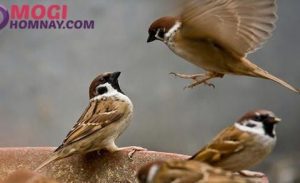 mơ thấy thím đánh con gì