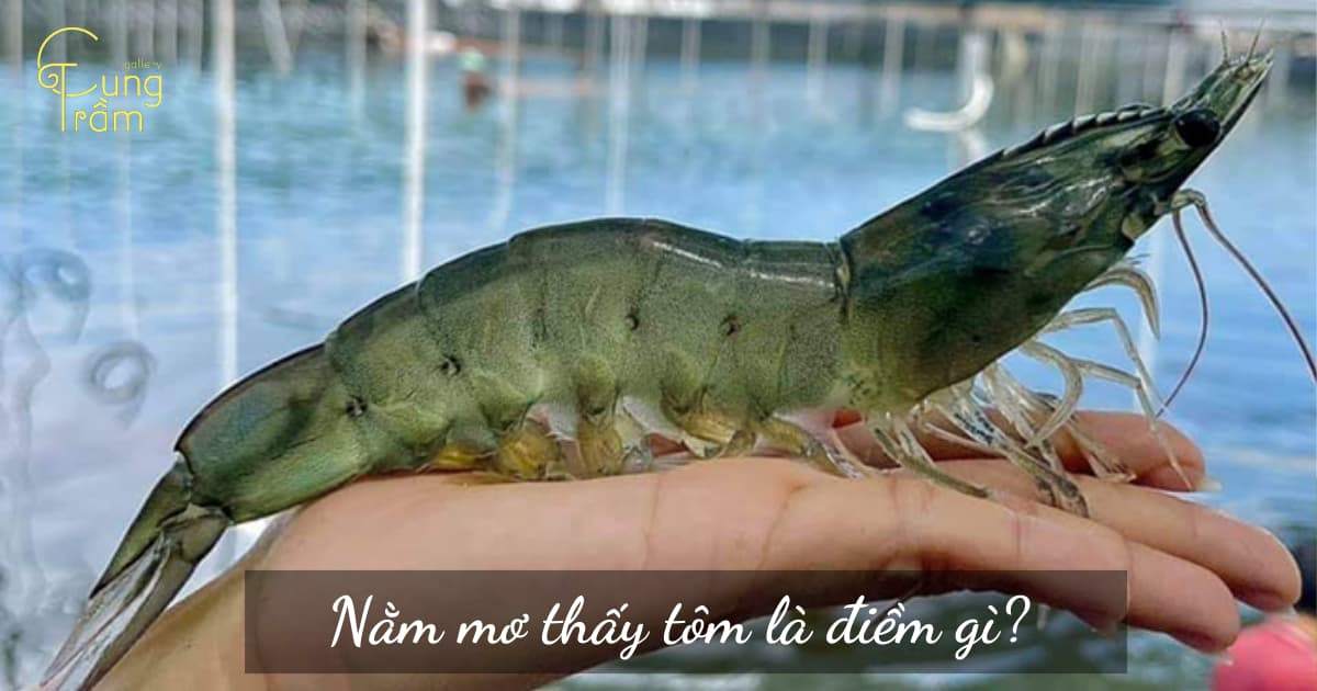 mơ thấy tôm đánh con gì - Hình 2